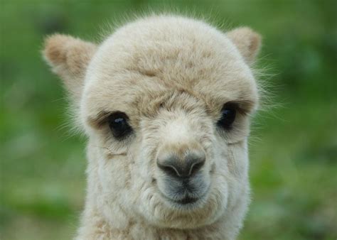 smiling baby llama  sooo stinkin cute loverly alpacas llamas