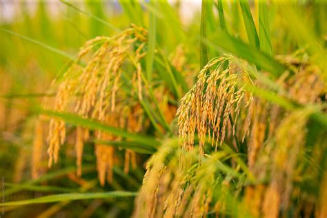 harvest rice