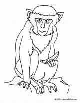 Monkey Coloring Pages Animal Jungle Hellokids Animals Color Wild Colouring Print Online Drawings Sheets sketch template