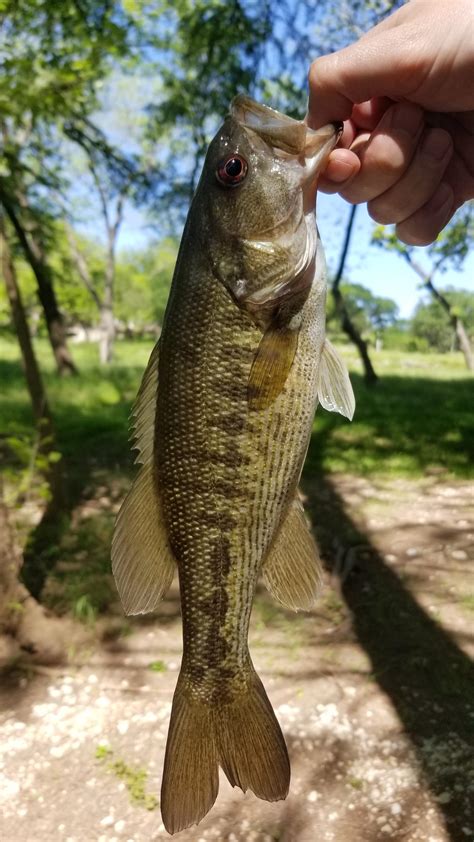 First Guadalupe Bass I Thought The Color Was Pretty Awesome R