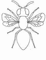 Insect Colouring Coloring Pages Insects Coloringsky Printable sketch template