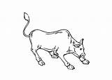 Coloring Pages Bull Bulls Cartoon Desktop Backgrounds sketch template