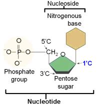 diagram   nucleotide showing   parts