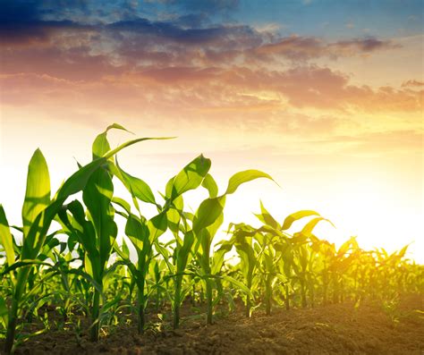 agriculture stocks  buy  motley fool