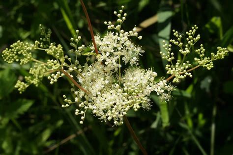 reine des pres se soigner par les plantes