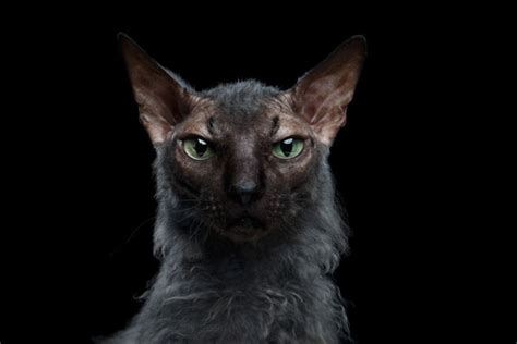 the lykoi the latest casualty in the quest for designer cats catster