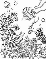 Coral Reef Coloring Pages Drawing Barrier Great Reefs Ocean Easy Printable Color Sheet Sea Kids Coloringcafe Drawings Sheets Da Colouring sketch template