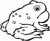 Toad Anfibi Colorare Rospo Immagini Printable Animali Toads Bambini Anfibio Sapo Supercoloring Disegnare Rospi sketch template