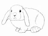 Lop Bunnies Kaninchen Zeichnung Rabbits Drawcentral Hase Easter Qwant Lessons sketch template