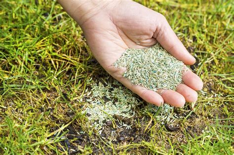 seeded lawn care tips preparing  lawn  seeding   aftercare