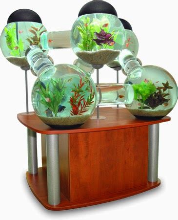 betta fish betta fish tank setup