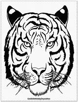 Tiger Coloring Pages Tigers Face Drawing Head Realistic Adult Tooth Siberian Baby Saber Outline Line Printable Color Detroit Animal Animals sketch template