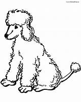 Poodle Coloring Pages Toy Printable Chow Poodles Kids Print Google Getcolorings Clip Search Silhouette Color Getdrawings Popular Animal sketch template