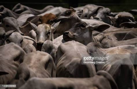 Brazil Beef Photos And Premium High Res Pictures Getty Images