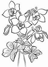 Coloring Columbine Pages Fan Printable Drawing Categories Paper sketch template