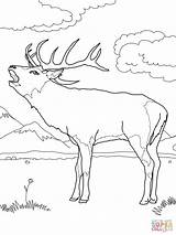 Cerf Rothirsch Venado Chevreuil Colorear Elk Ausmalbild Tegninger Krondyr Brame élaphe Biche Elaphe sketch template