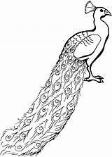 Peacock Clipart Drawing Cliparts Coloring Library Bird sketch template