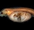 Afbeeldingsresultaten voor Cetostoma regani Geslacht. Grootte: 114 x 93. Bron: fishesofaustralia.net.au