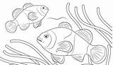 Ikan Mewarnai Sketsa Hitam Nemo Sungai Mewarna Hewan Paud Kumpulan Ilustrasi Diwarnai Laga Lukisan Binatang sketch template