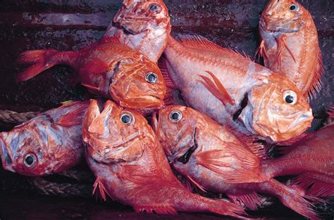 americans commonly eat orange roughy  fish scientists