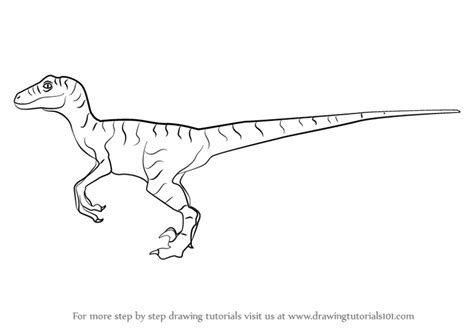 Learn How To Draw A Velociraptor Dinosaur Dinosaurs Step