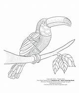 Coloring Toucan Pages Adult Getdrawings Getcolorings sketch template