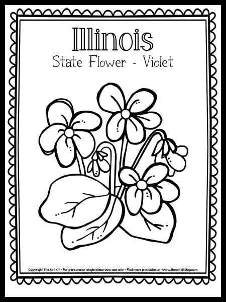 illinois state flower violet coloring page  printable