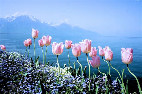 edycja tapety wiosenne kwiaty tulipany niezapominajki gory tapety