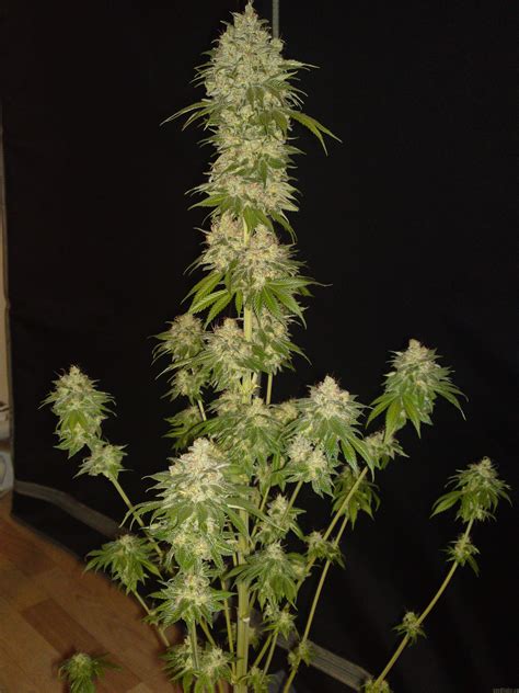 strain gallery vanilla kush barneys farm pic