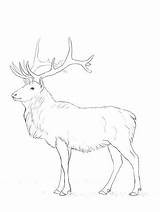 Coloring Pages Deer Elk Realistic Drawing Head Getdrawings Printable Getcolorings Print sketch template