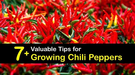valuable tips  growing chili peppers