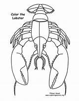 Lobster Coloring Drawing Getdrawings Line Getcolorings Sponsors Wonderful Support Please sketch template