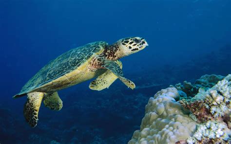 animal life marine animals sea turtle underwater life images daily