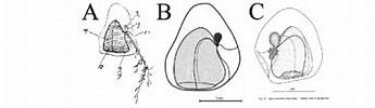 Afbeeldingsresultaten voor "sphaeronectes Gracilis". Grootte: 345 x 82. Bron: www.researchgate.net