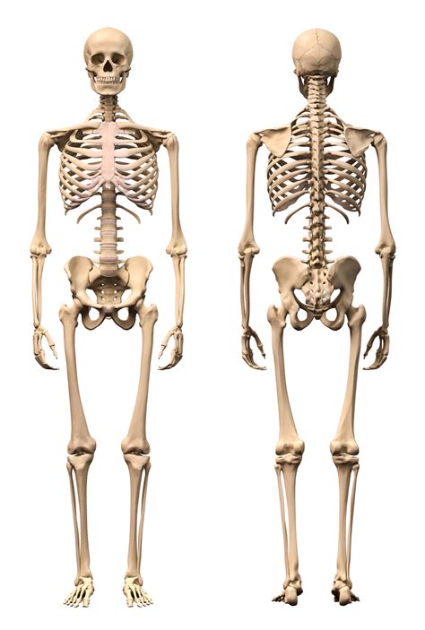 predavanja na temo kosti  sklepi cloveskega telesa