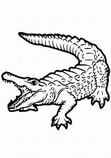 Krokodil Alligator Caiman Ausmalbild Kostenlos Momjunction Sketch Malvorlagen sketch template