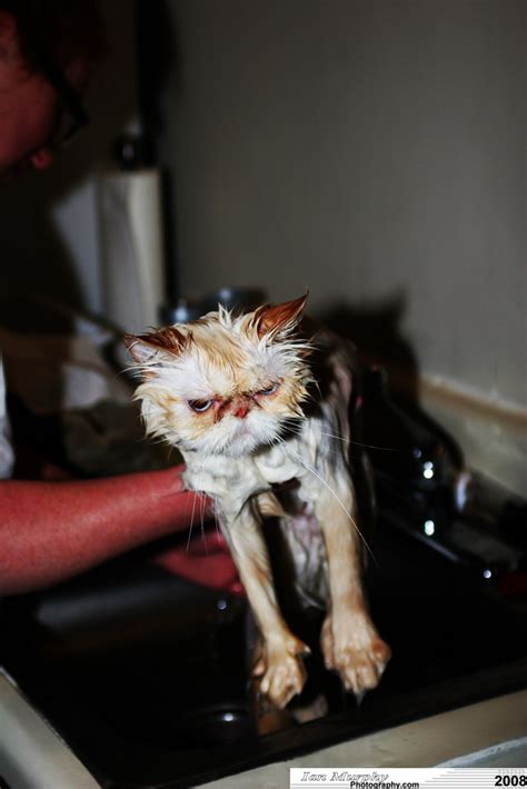 15 Hilarious Photos Of Wet Cats