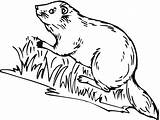 Beaver Coloring Pages Animals Printable Bank River sketch template