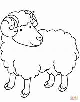 Coloring Ram Pages Printable Sheep Drawing sketch template
