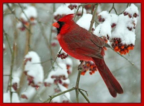beautiful cardinal   snowy setting cardinals pinterest
