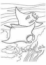 Coloring Fish Manta Pages Printable Ray Rays Vulnerable Extinction Large sketch template