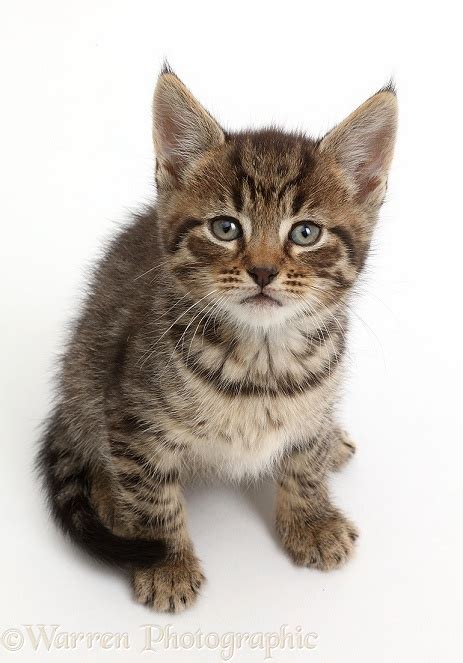 tabby kitten sitting and looking up photo wp43165