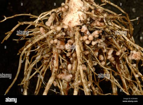 rhizobium root nodules   roots   broad  field bean  stock