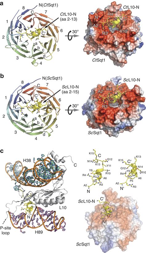 crystal structures    bladed wd repeat  propeller domain   scientific
