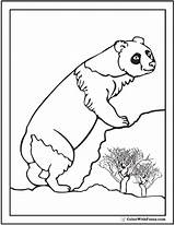 Panda Coloring Pages Realistic Bear Baby Climbing Rocks Printable Color Bamboo Pandas Getcolorings Colorwithfuzzy sketch template