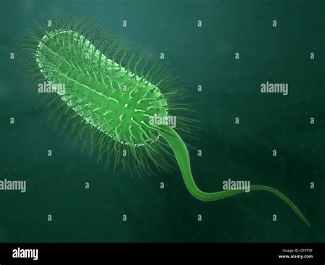 bakterien stockfotografie alamy