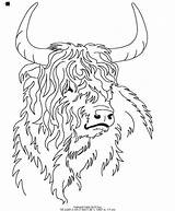Highland Cows Included Fluffy Titania 6x10 5x7 8x12 Pyrography sketch template