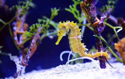 learning  seahorses