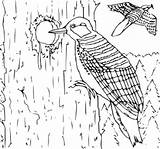 Woodpecker Coloring Clip Book Vector Svg Clker Ocal Shared 2007 sketch template