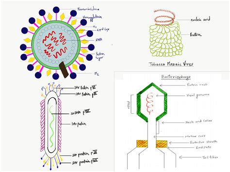 types  viruses structure classification  reproduction science